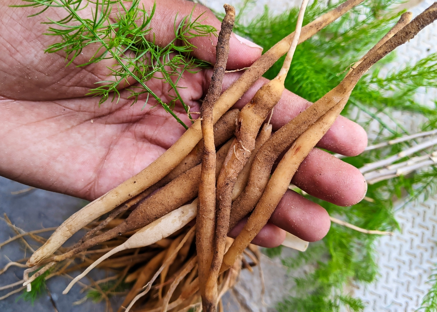 Shatavari For Irregular Periods: 5 Ways It Balances Hormones In Women